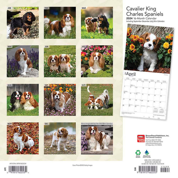 2024 Cavalier King Charles Spaniels Wall Calendar — Calendar Club