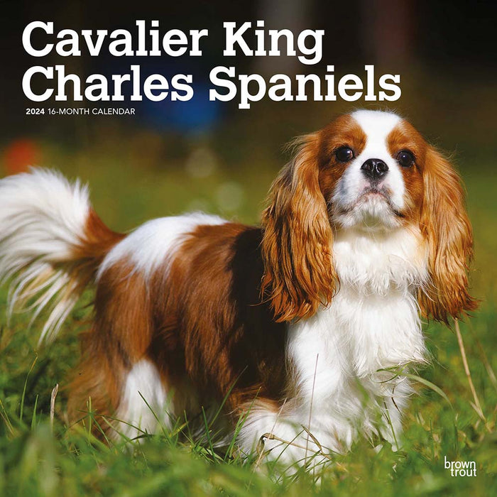 2024 Cavalier King Charles Spaniels Wall Calendar