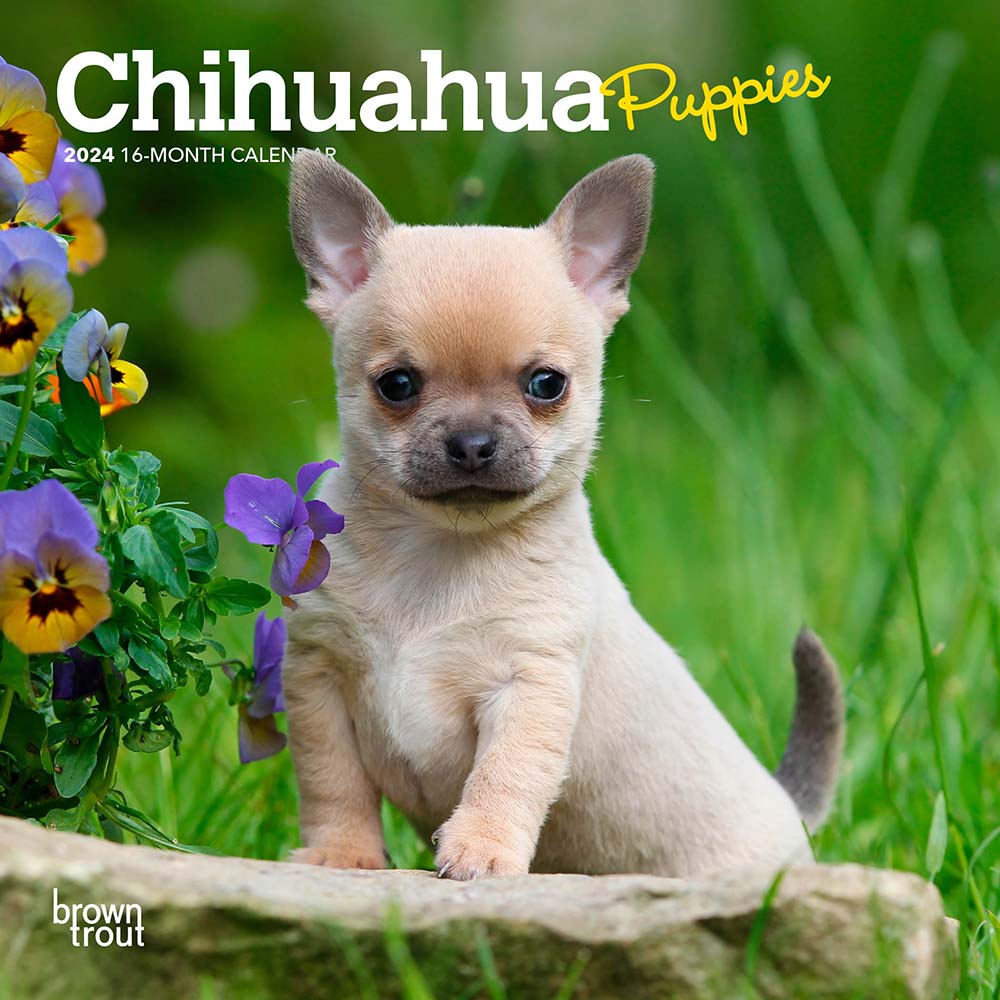 2024 Chihuahua Puppies Mini Wall Calendar — Calendar Club
