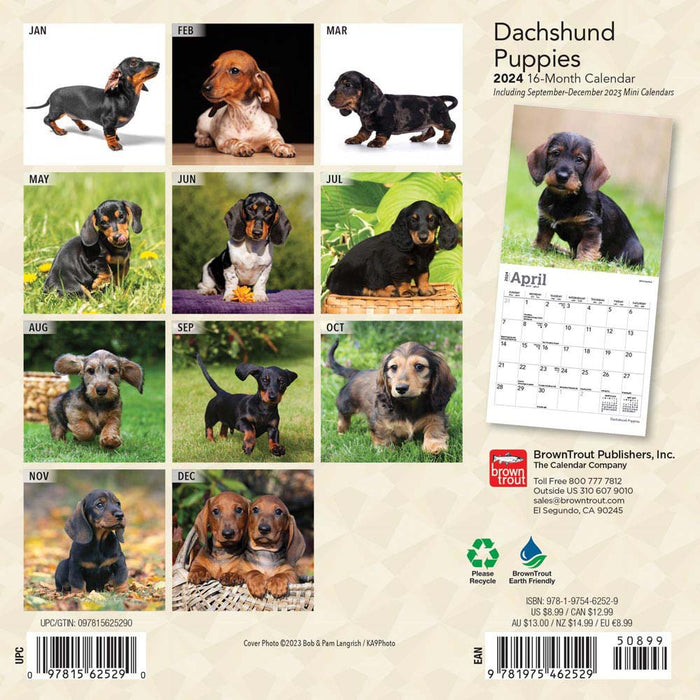2024 Dachshund Puppies Mini Wall Calendar