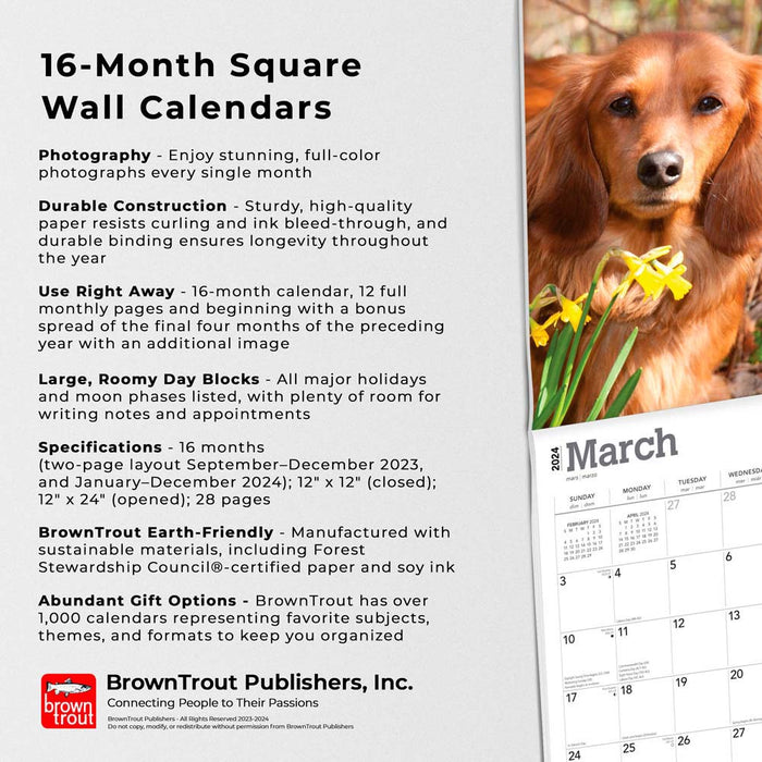 2024 Miniature Dachshunds Wall Calendar