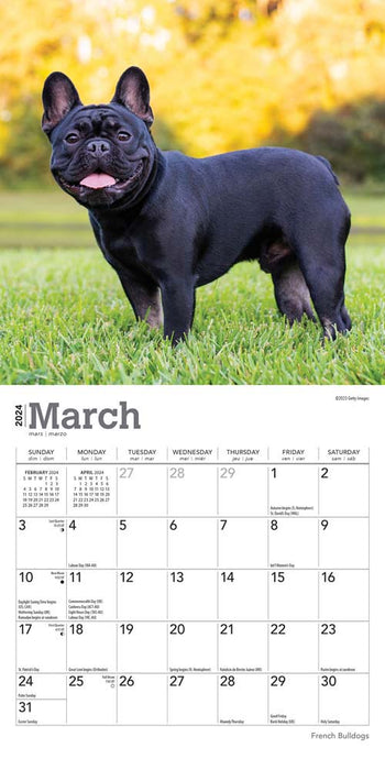 2024 French Bulldogs Mini Wall Calendar