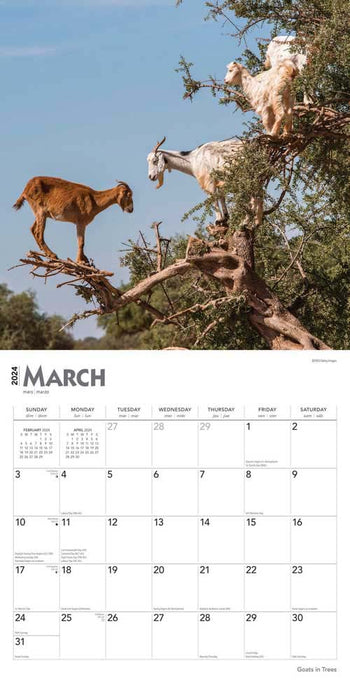 2024 Goats in Trees Wall Calendar