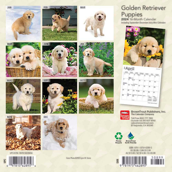 2024 Golden Retriever Puppies Mini Wall Calendar