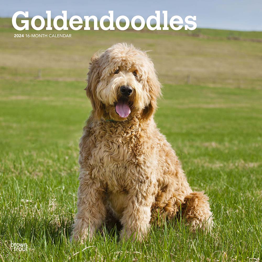 2024 Goldendoodles Wall Calendar — Calendar Club