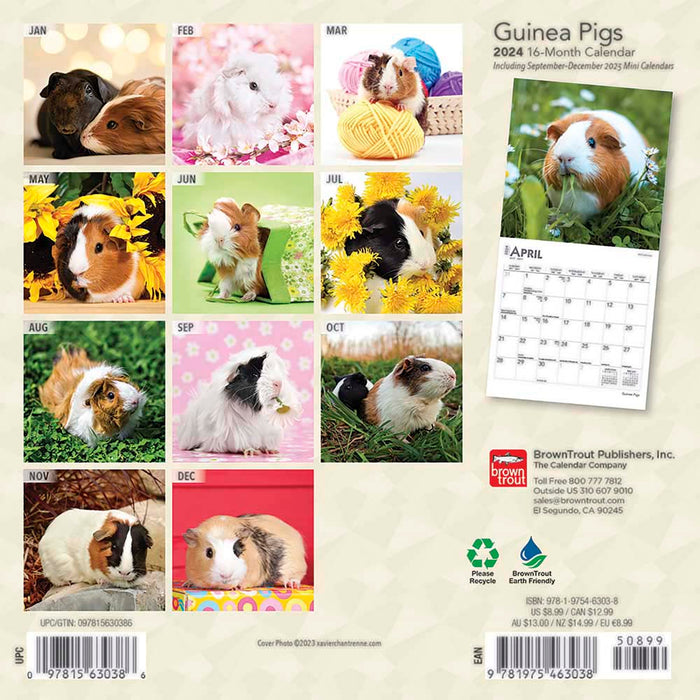 2024 Guinea Pigs Mini Wall Calendar