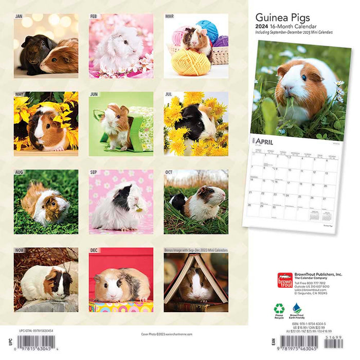 2024 Guinea Pigs Wall Calendar