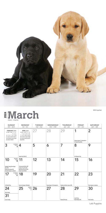 2024 Lab Puppies Mini Wall Calendar
