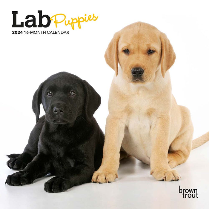 2024 Lab Puppies Mini Wall Calendar