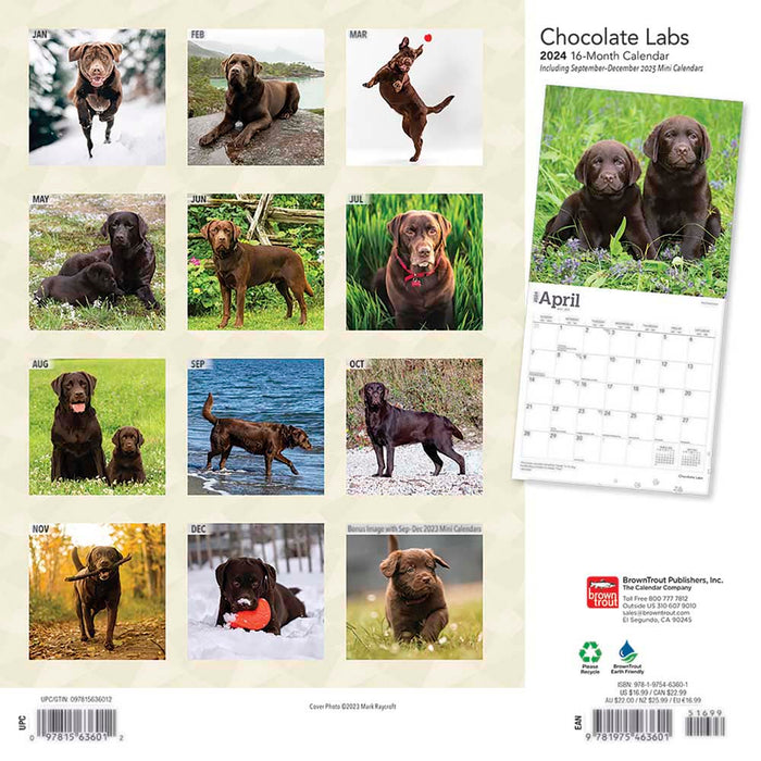 2024 Chocolate Labrador Retrievers Wall Calendar