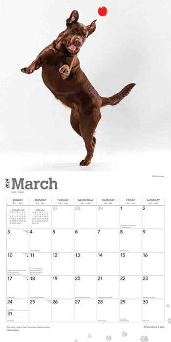 2024 Chocolate Labrador Retrievers Wall Calendar