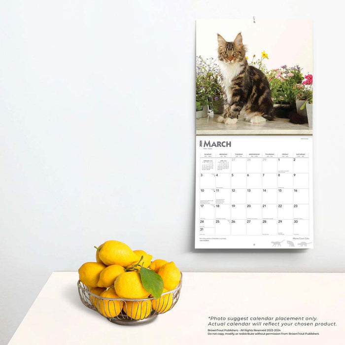 2024 Maine Coon Cats Wall Calendar