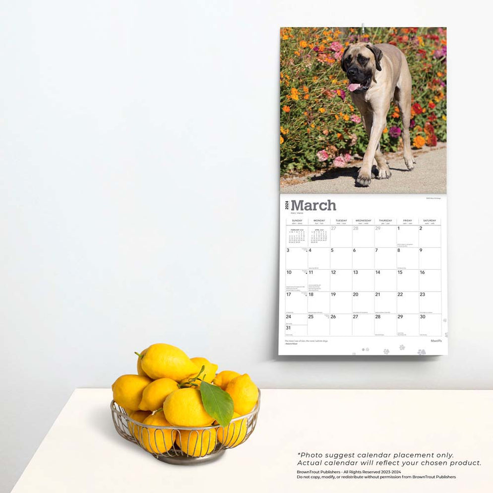 2024 Mastiffs Wall Calendar — Calendar Club