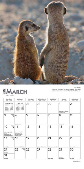 2024 Meerkats Mini Wall Calendar