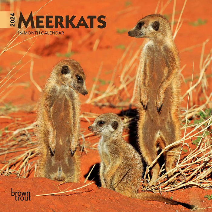 2024 Meerkats Mini Wall Calendar