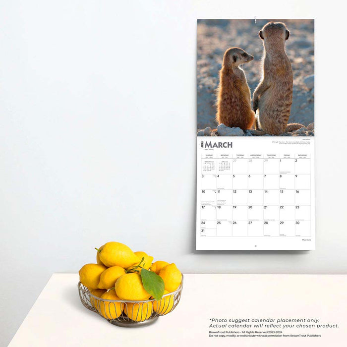 2024 Meerkats Wall Calendar