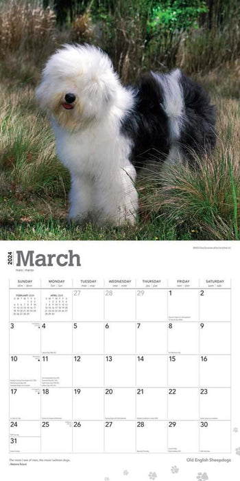 2024 Old English Sheepdogs Wall Calendar
