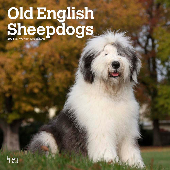 2024 Old English Sheepdogs Wall Calendar — Calendar Club