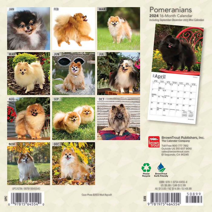2024 Pomeranians Mini Wall Calendar