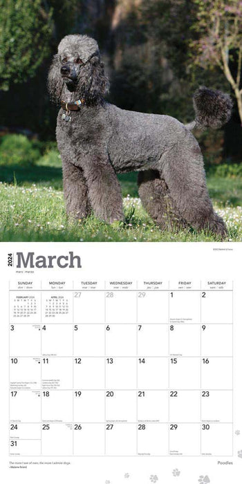 2024 Poodles Wall Calendar