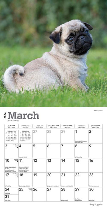 2024 Pug Puppies Mini Wall Calendar