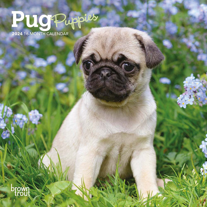2024 Pug Puppies Mini Wall Calendar