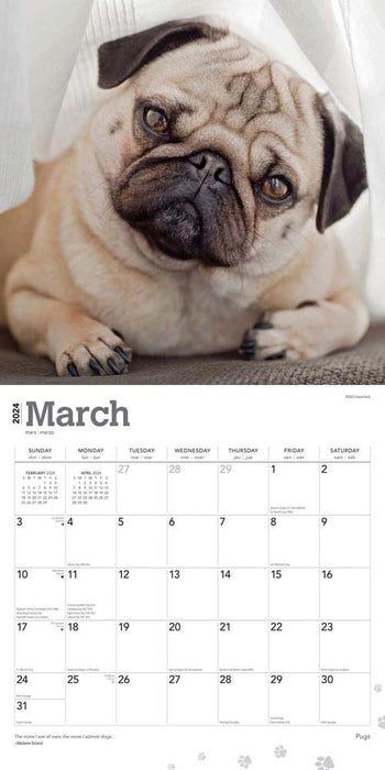 2024 Pugs Wall Calendar