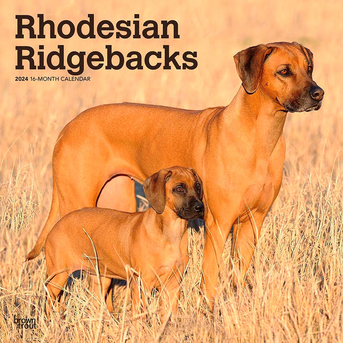 2024 Rhodesian Ridgebacks Wall Calendar