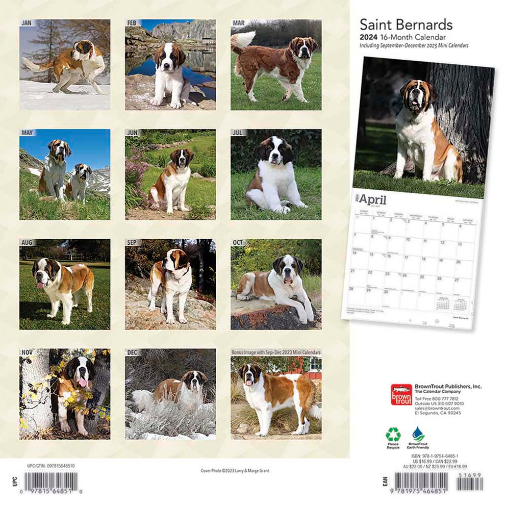 2024 Saint Bernards Wall Calendar — Calendar Club