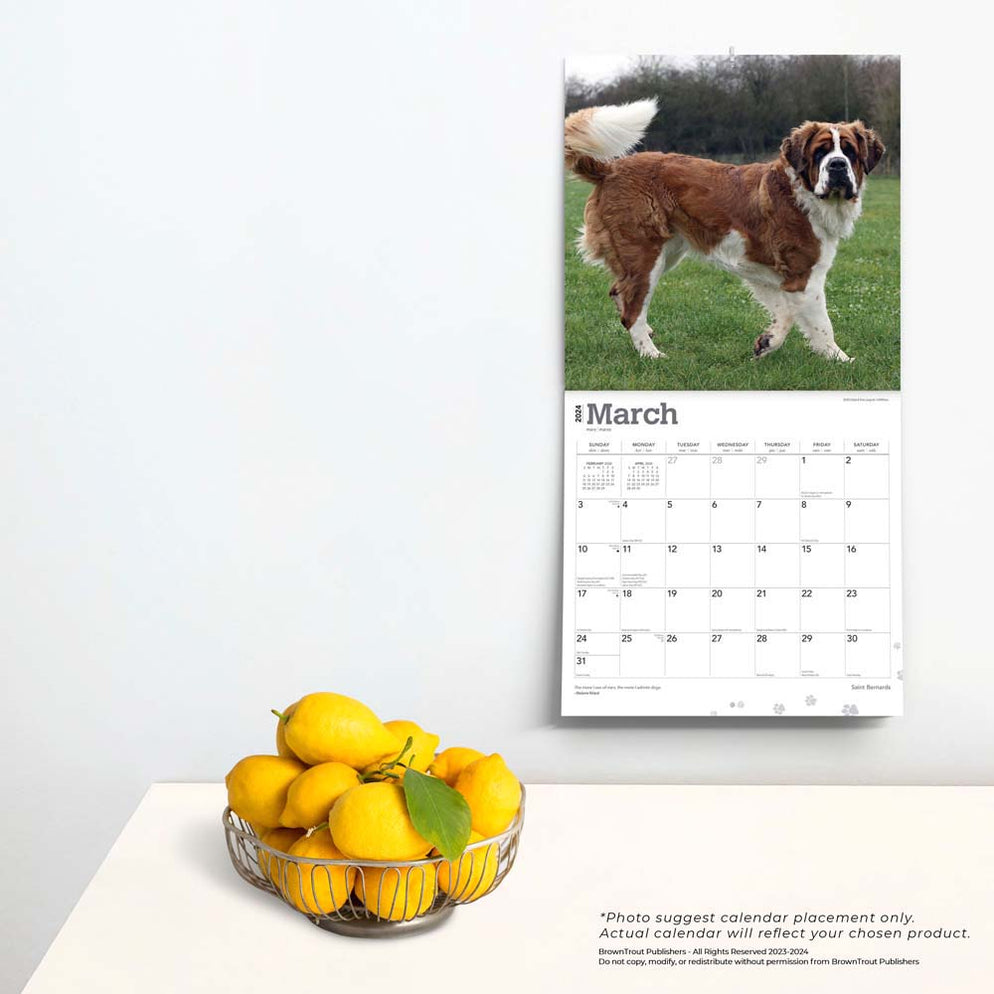 2024 Saint Bernards Wall Calendar — Calendar Club