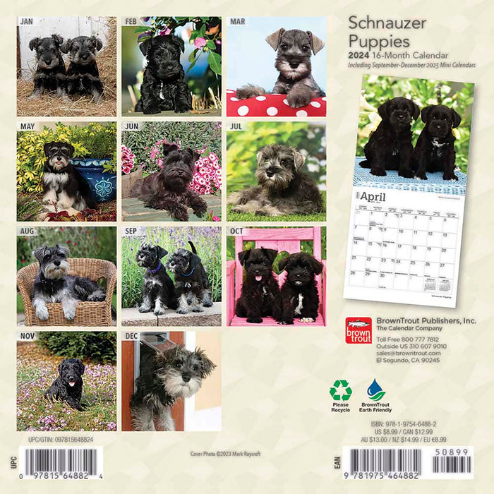 2024 Schnauzer Puppies Mini Wall Calendar