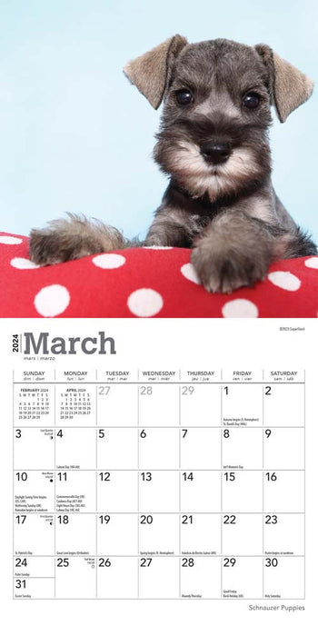 2024 Schnauzer Puppies Mini Wall Calendar