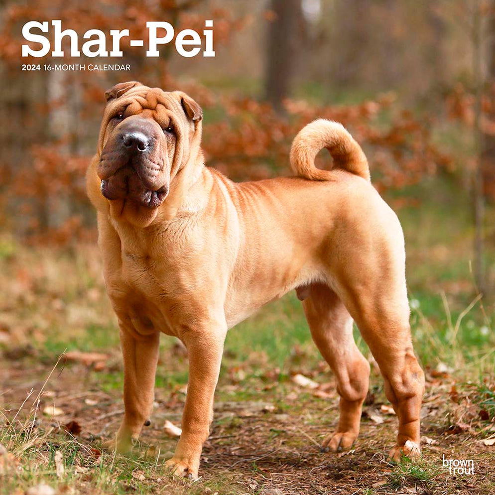 2024 Shar Pei Wall Calendar — Calendar Club