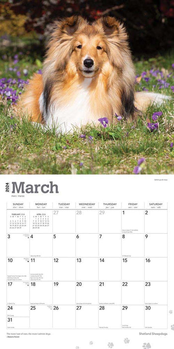 2024 Shetland Sheepdogs Wall Calendar