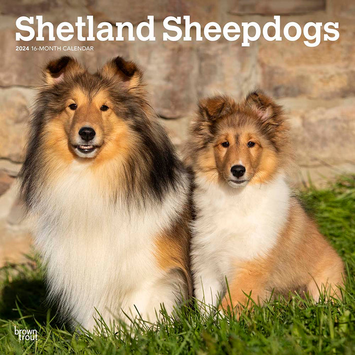 2024 Shetland Sheepdogs Wall Calendar