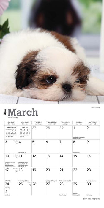 2024 Shih Tzu Puppies Mini Wall Calendar
