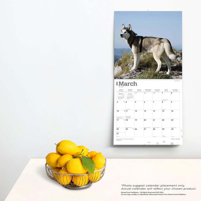 2024 Siberian Huskies Wall Calendar — Calendar Club