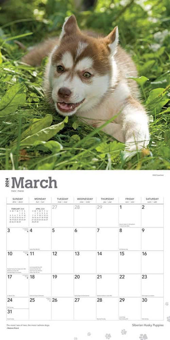 2024 Siberian Husky Puppies Wall Calendar