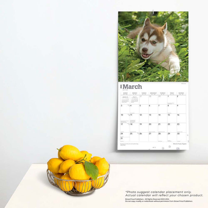 2024 Siberian Husky Puppies Wall Calendar