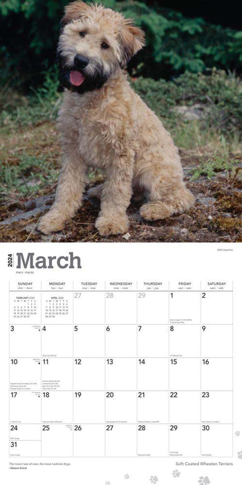 2024 Wheaten Terriers Soft Coated Wall Calendar (Online Exclusive)