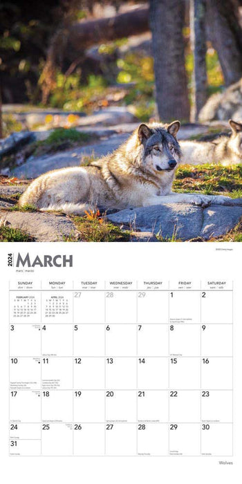 2024 Wolves Wall Calendar