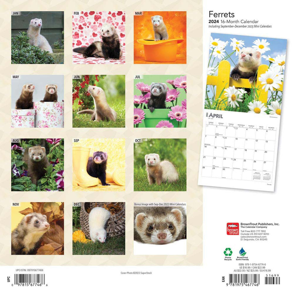 2024 Ferrets Wall Calendar Exclusive) — Calendar Club