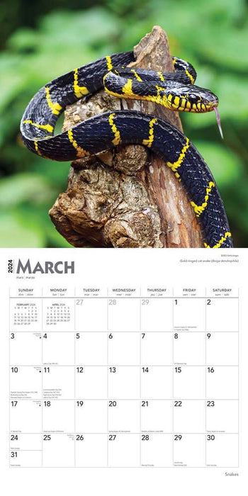 2024 Snakes Wall Calendar (Online Exclusive)