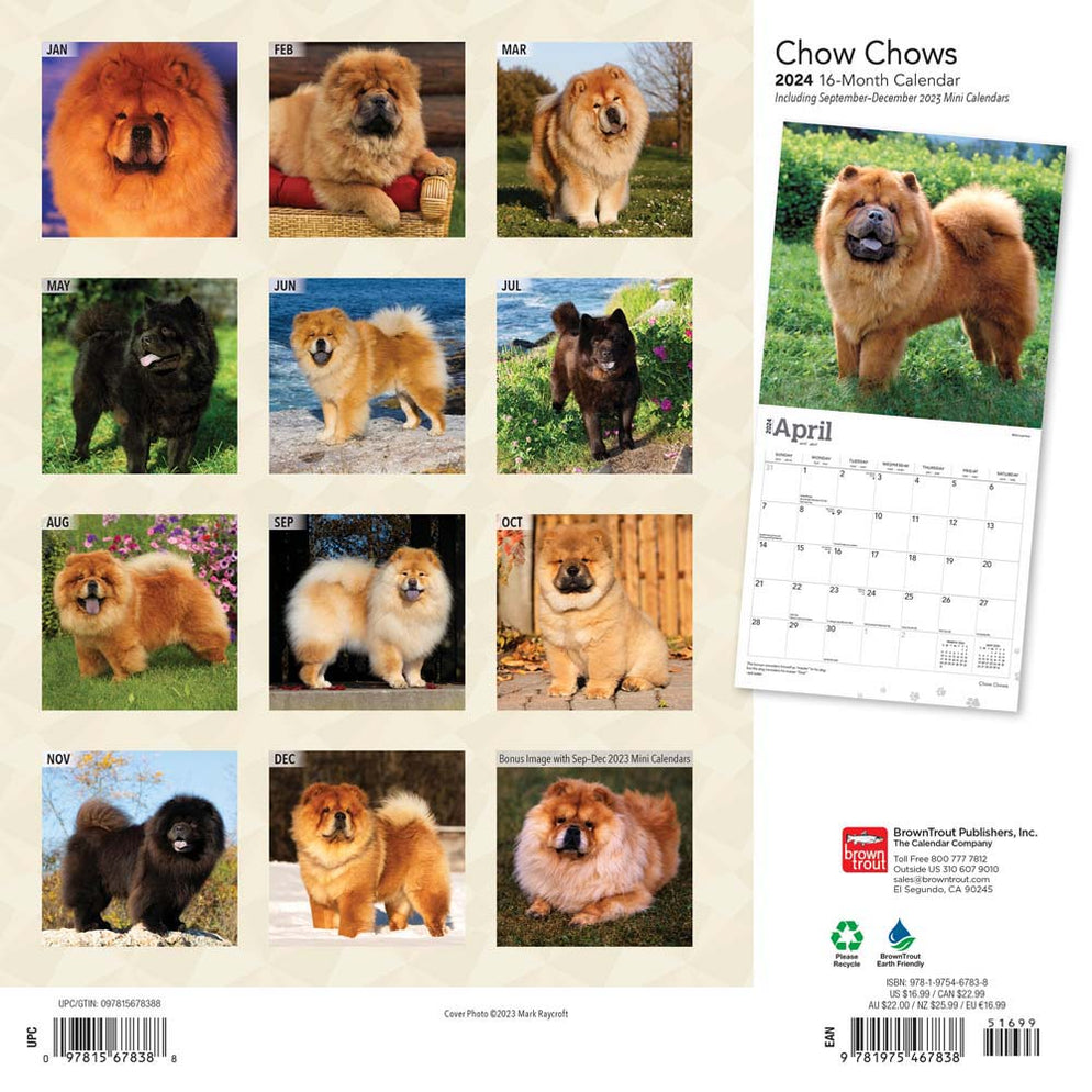 2024 Chow Chows Wall Calendar — Calendar Club