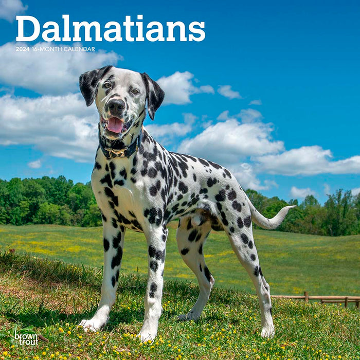 2024 Dalmatians Wall Calendar