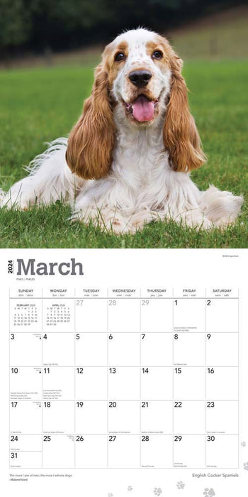 2024 English Cocker Spaniels Wall Calendar