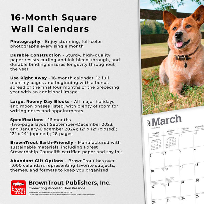 2024 Red Heelers Wall Calendar