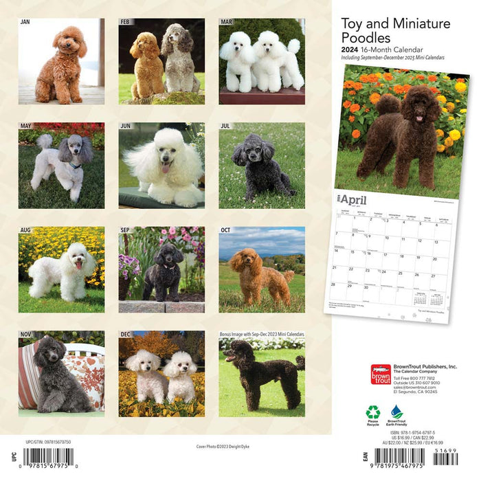 2024 Toy and Miniature Poodles Wall Calendar