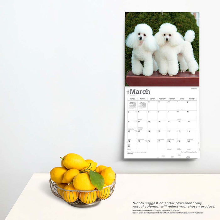 2024 Toy and Miniature Poodles Wall Calendar