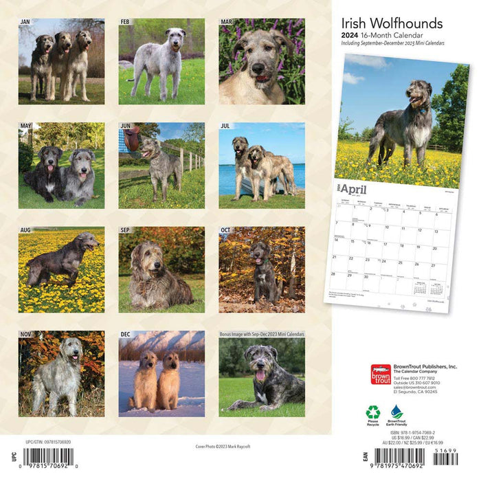 2024 Irish Wolfhounds Wall Calendar Online Exclusive Calendar Club   9781975470692 1 700x700 